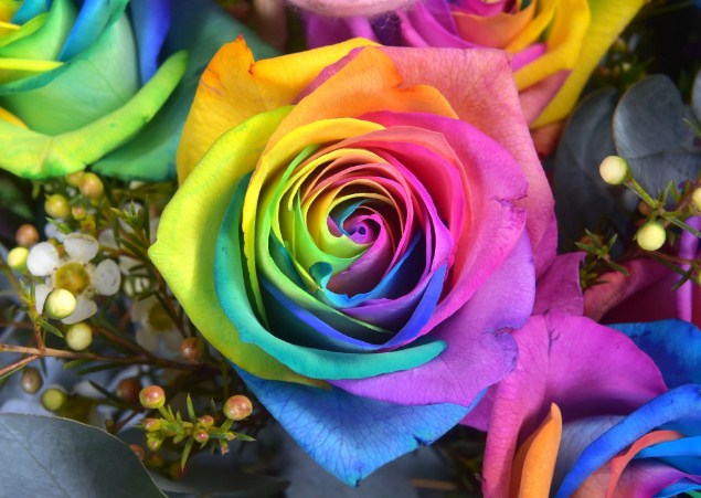  Apakah  Bunga  Mawar Pelangi dan Apa Artinya TWS Florist
